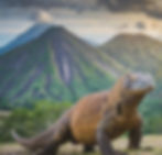 Komodo, a reptile originating from the island of Komodo, Indonesia..jpg