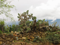 Nopales -atmósfera mexicana