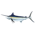 marlin.png