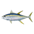 tuna.png