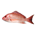 Snapper.png