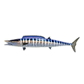 wahoo.png