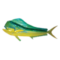 mahi mahi.png