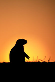 PrairieDog-6.jpg