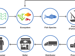 Why Your Seafood Supply Chain Matters More Than Ever