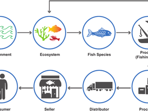 Why Your Seafood Supply Chain Matters More Than Ever