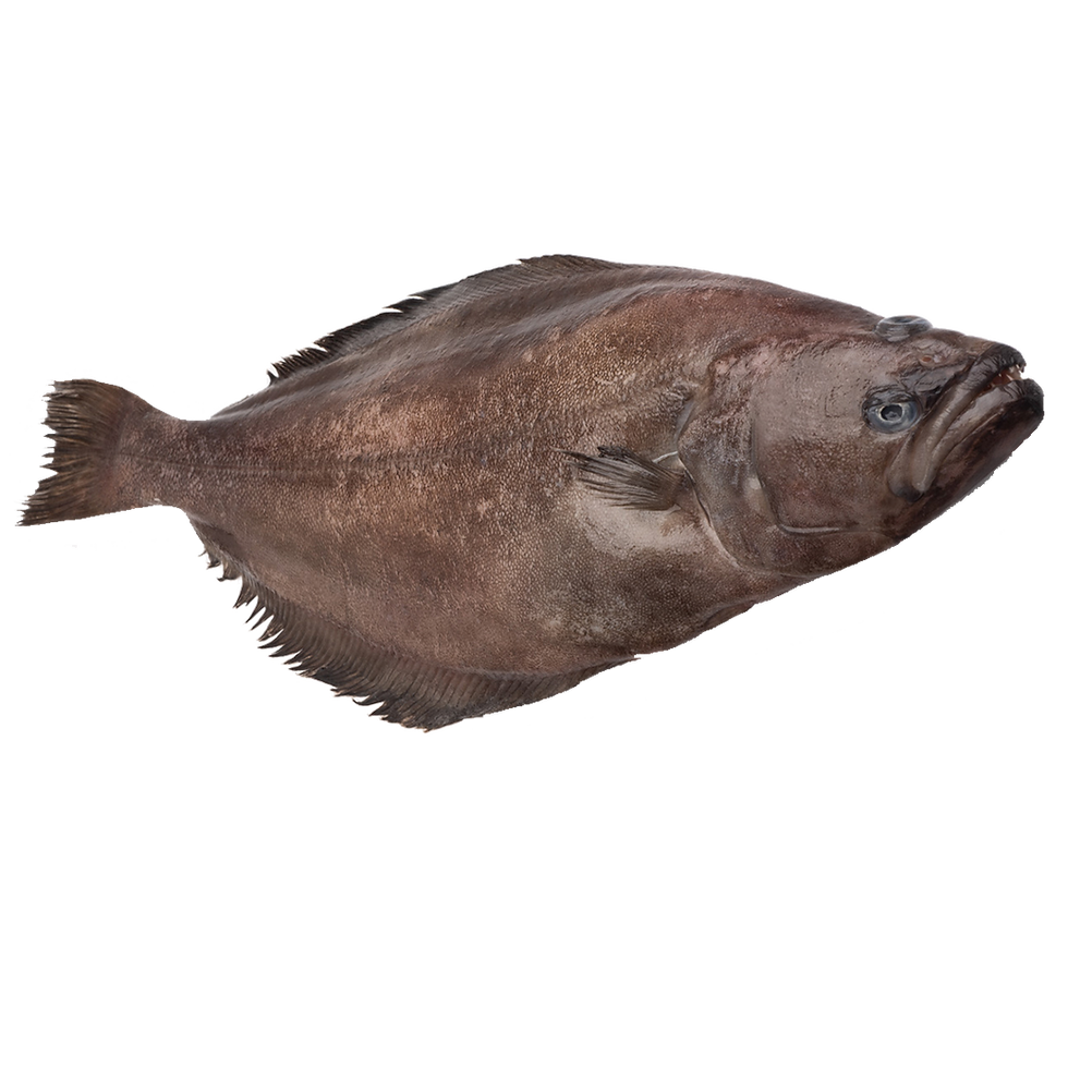 Turbot fish