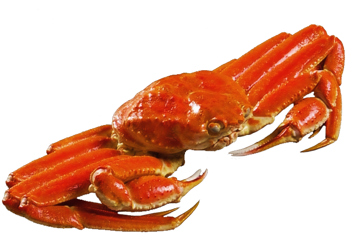 Understanding Snow Crab Quality: What Buyers Should Really Look For