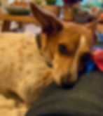 Penny