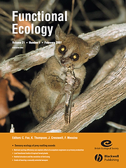 A mouse lemur eating prey