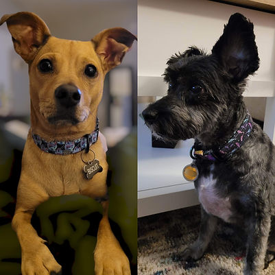 Salena, Biscuit & Piper