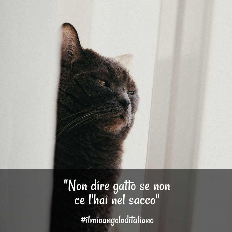 Mai Dire Gatto Se Non Ce L'hai Nel Sacco