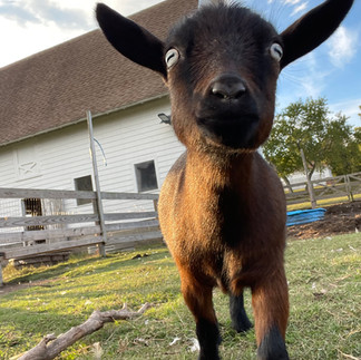 Goat at Sugar Water Manor