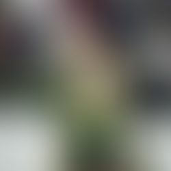 Luis David triunfa en Guadalajara