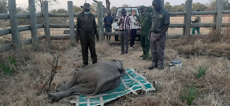 Elephant Baby Calf sedated, being rescued by Game Rangers International Wildlife Rescue