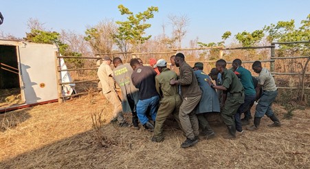 Carrying an orphaned elephant onto a truck for relocation