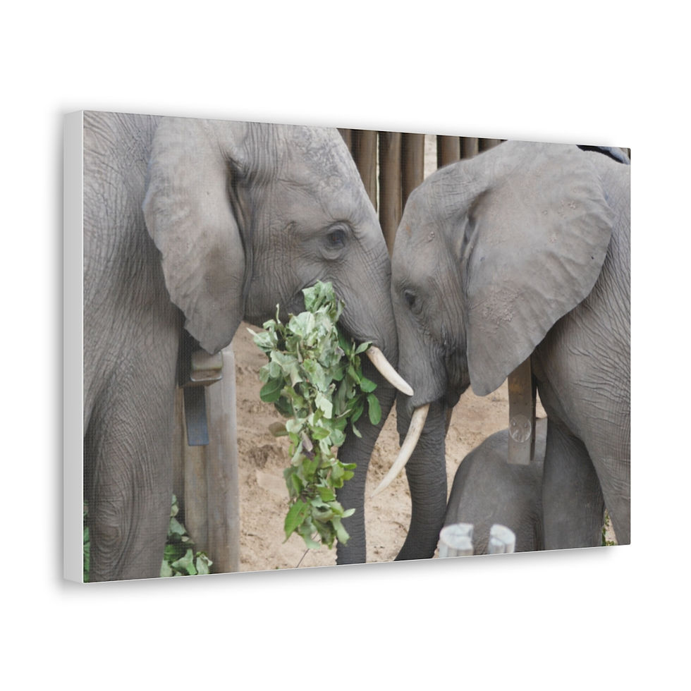 Thumbnail: Canvas Elephant Gallery Wraps