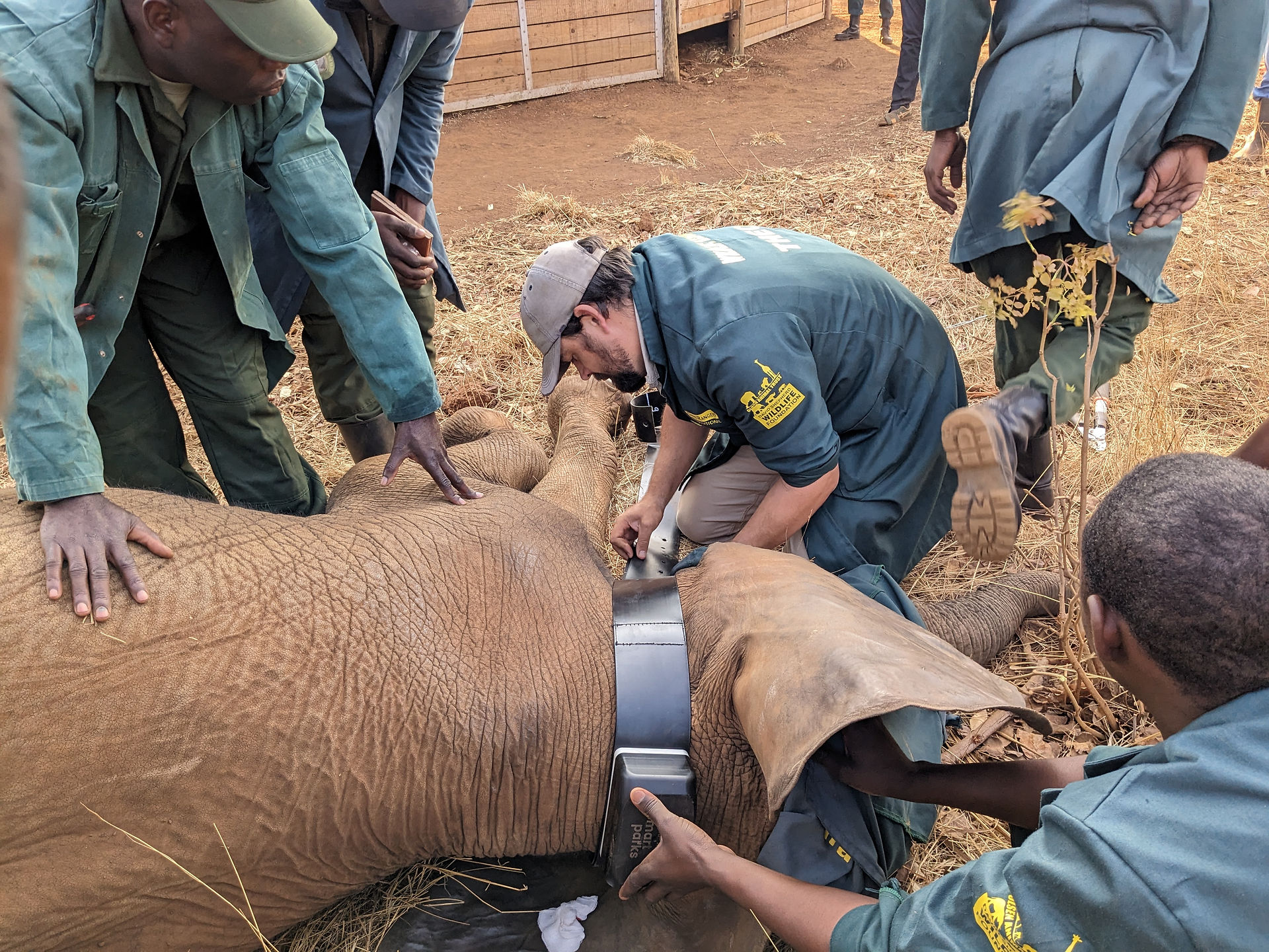 Fitting a collar onto an orphaned elephant