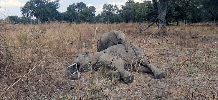 Elephant calf orphan with dying elephant mother