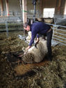 4 avril 2026, Tonte des moutons, 11h-12h 