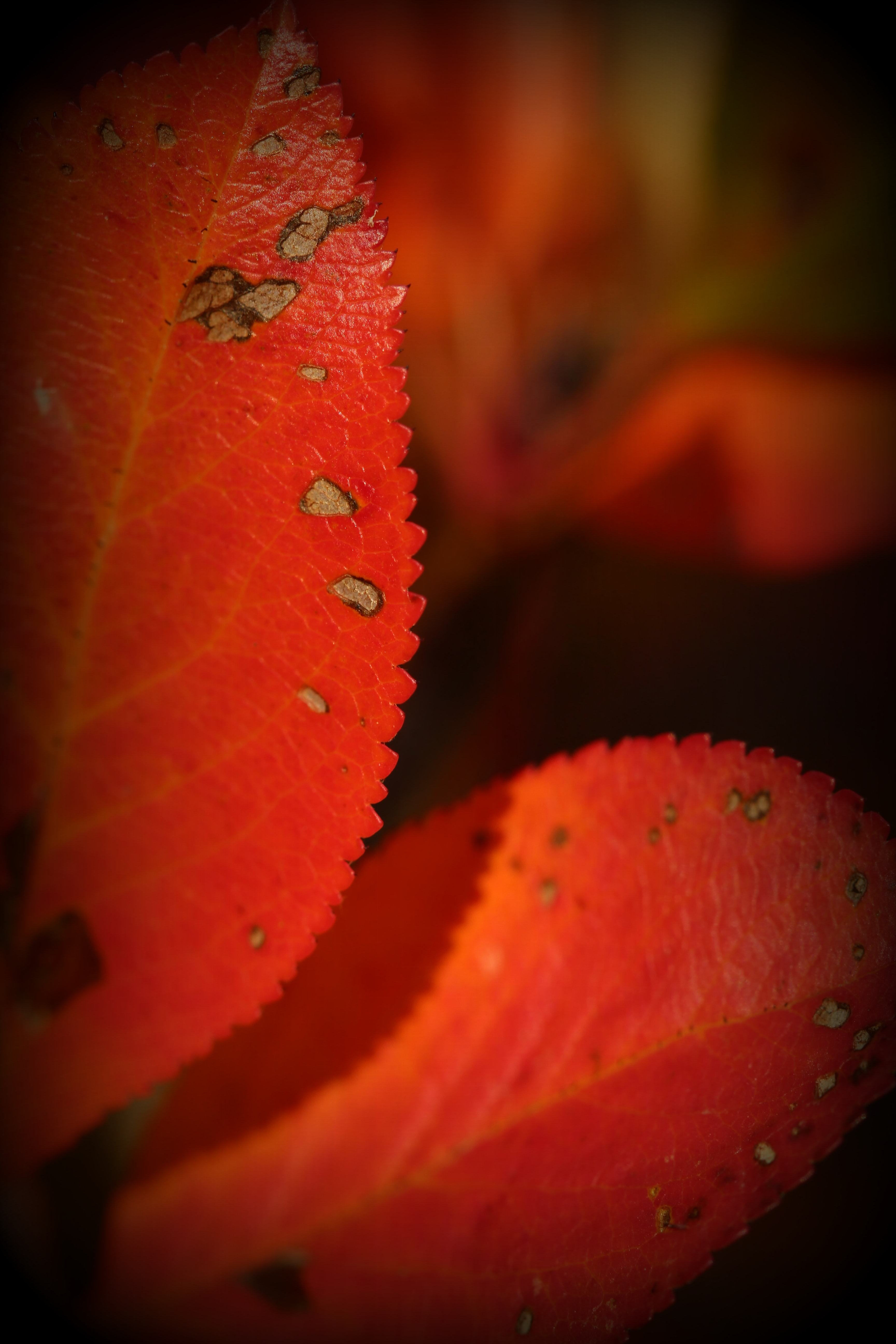 leaves spots