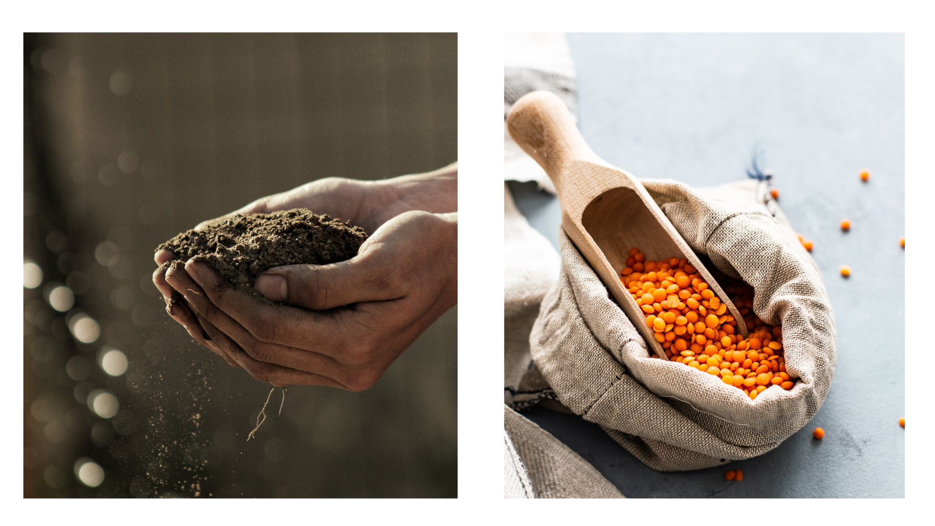 Organic and Chemical Fertilizer