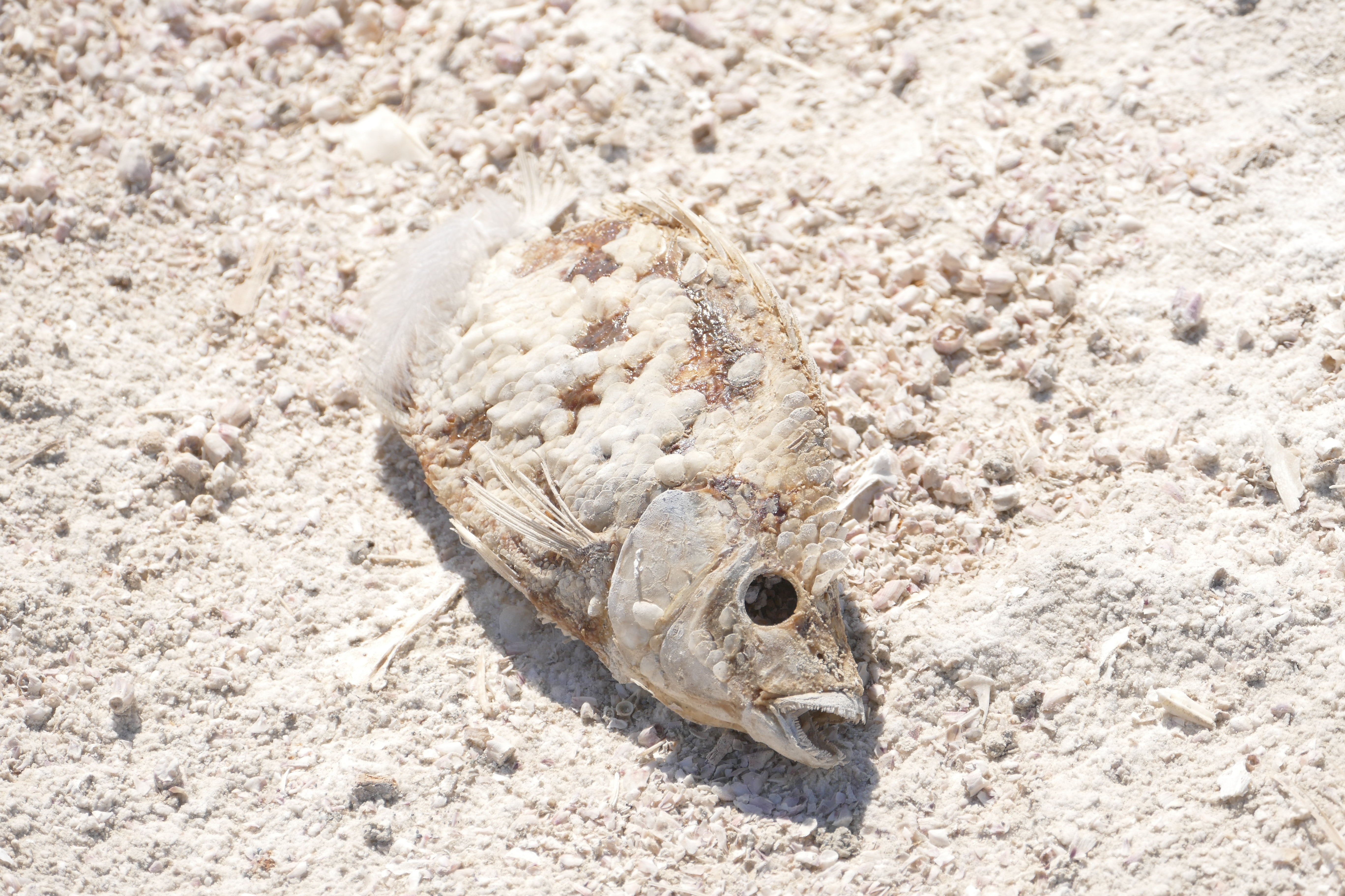 Chemical fertilizer impact on ecosystem