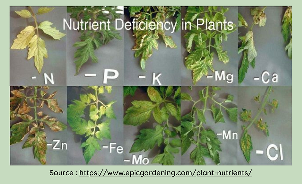 Nutrient Deficiency in Plants