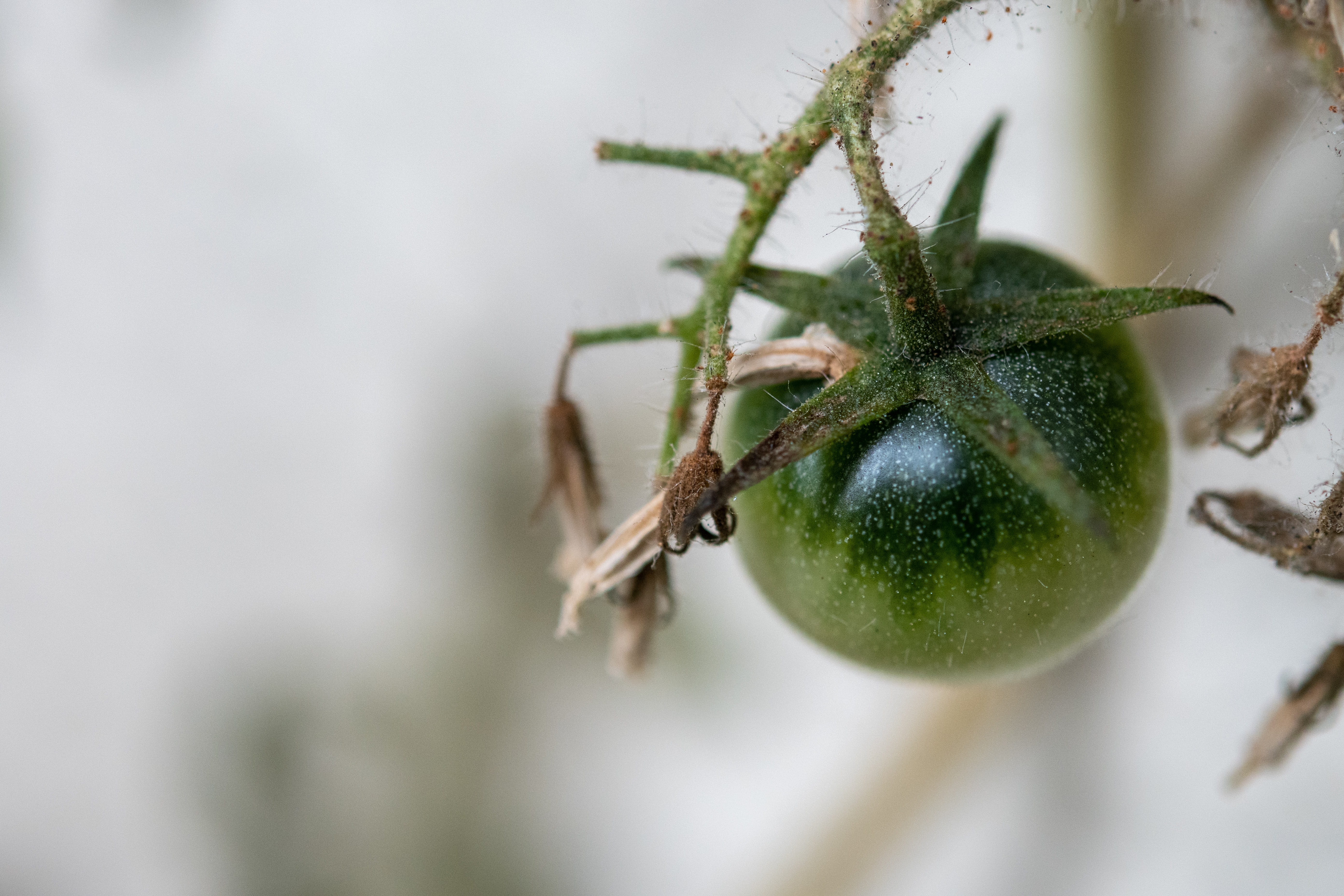 brown tips in plants