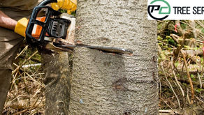 5 Signs You Need To Call An Arborist For Your Trees