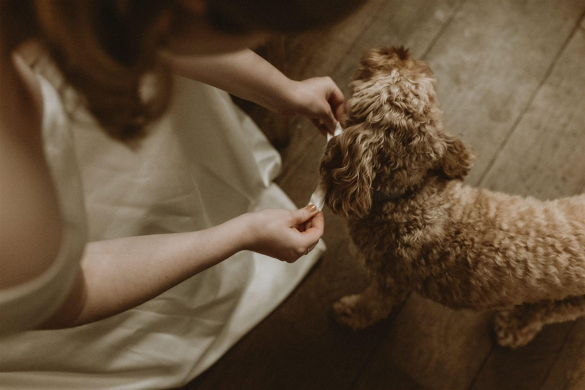 bride tying bow on her dog at her wedding