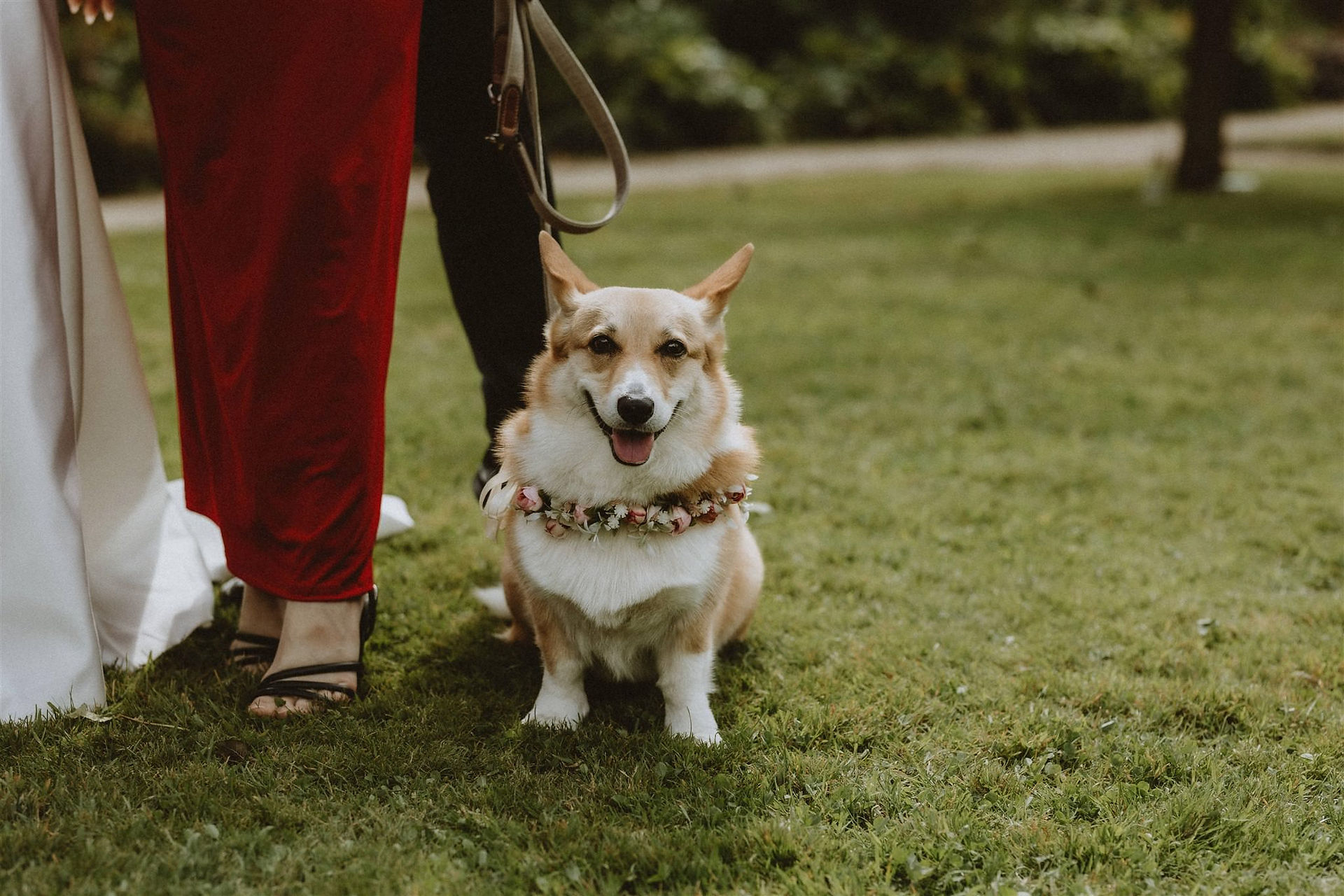 A wedding guest brought their dog to a wedding with a flower crown