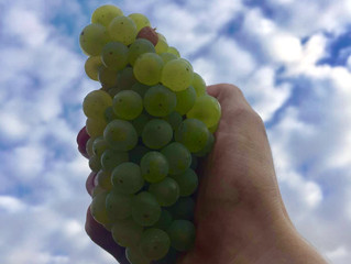 Tag 6 #Harvest 2016