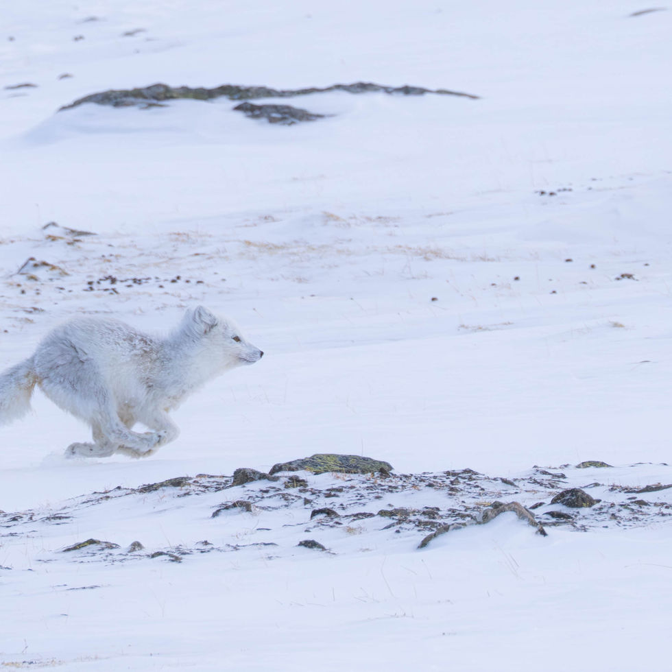 Poolvos op Spitsbergen