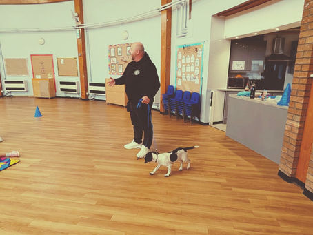 DIY vs. The Pro: Why Being "Good with Dogs" Isn't Enough