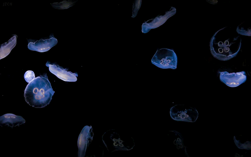 87e142790043f2595729f6c7a0f15940.gif