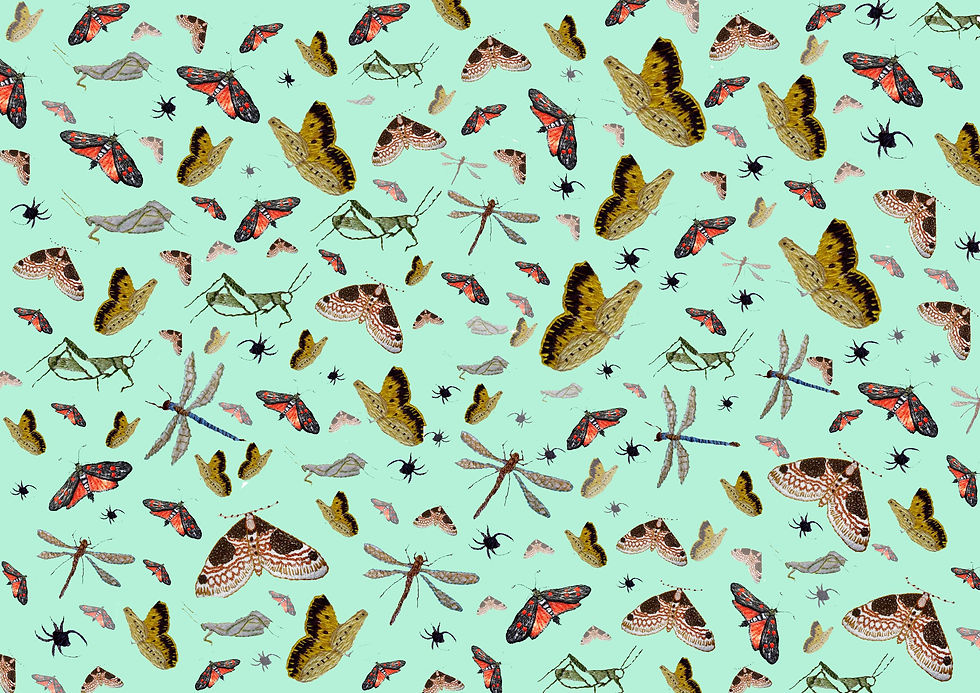 insect collection