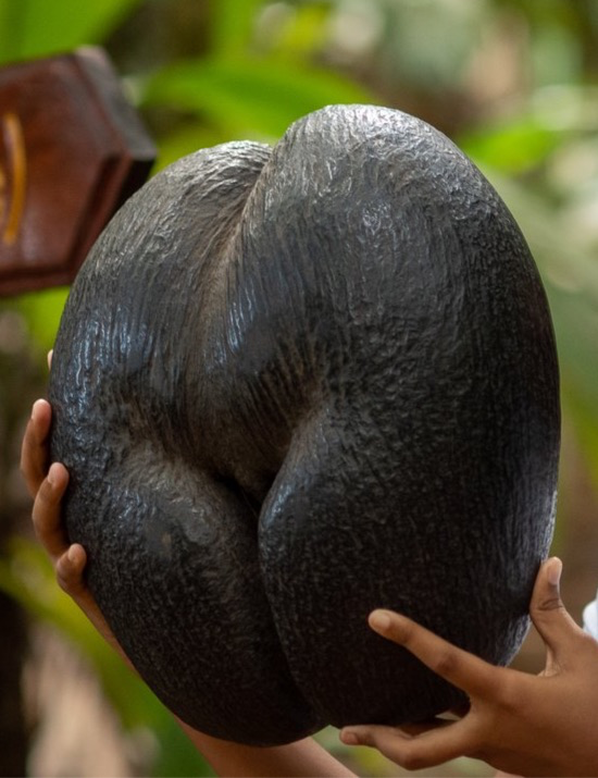 The worlds largest nut, the Coco de Mer