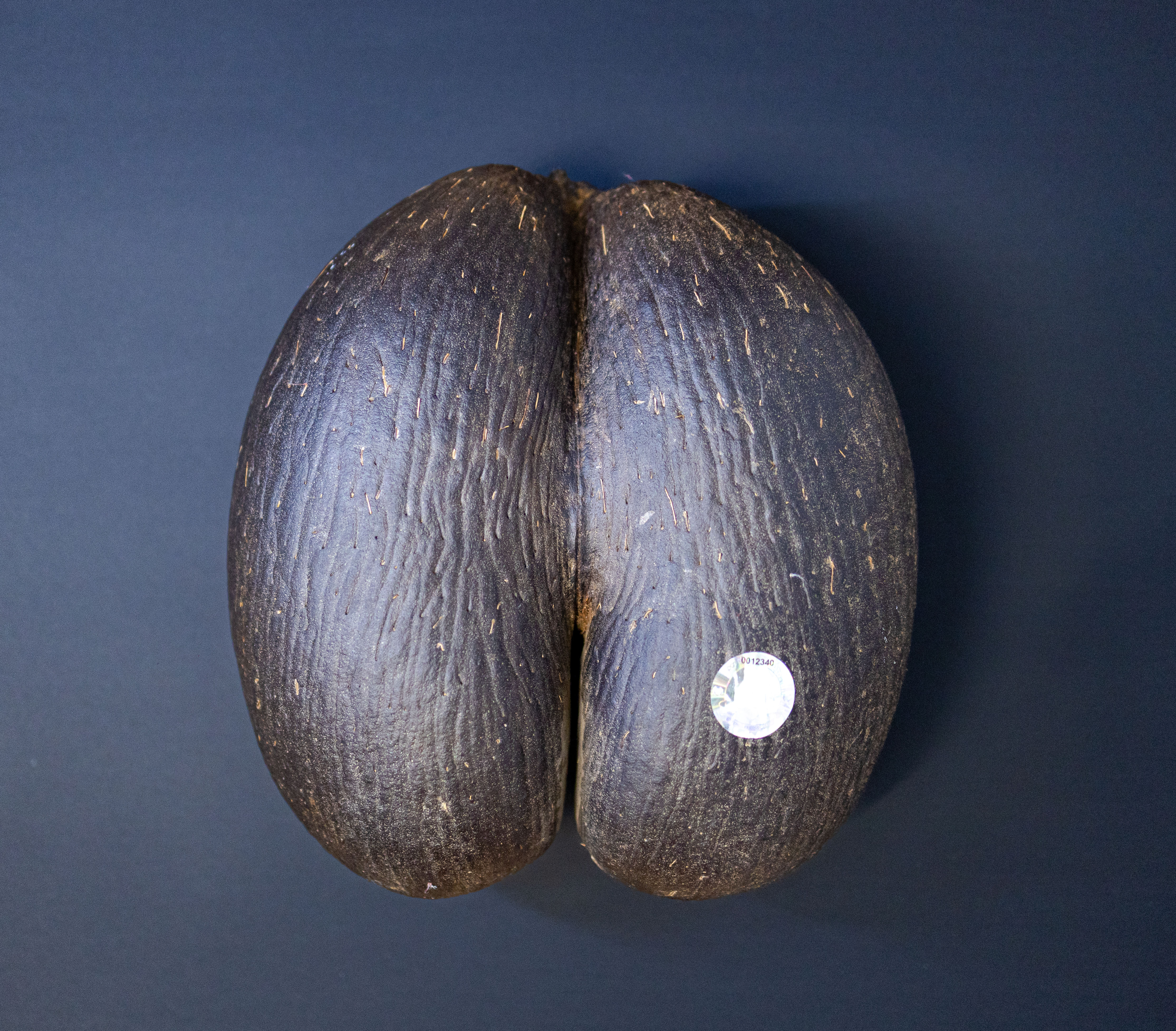 Coco De Mer Female Nut #0012340