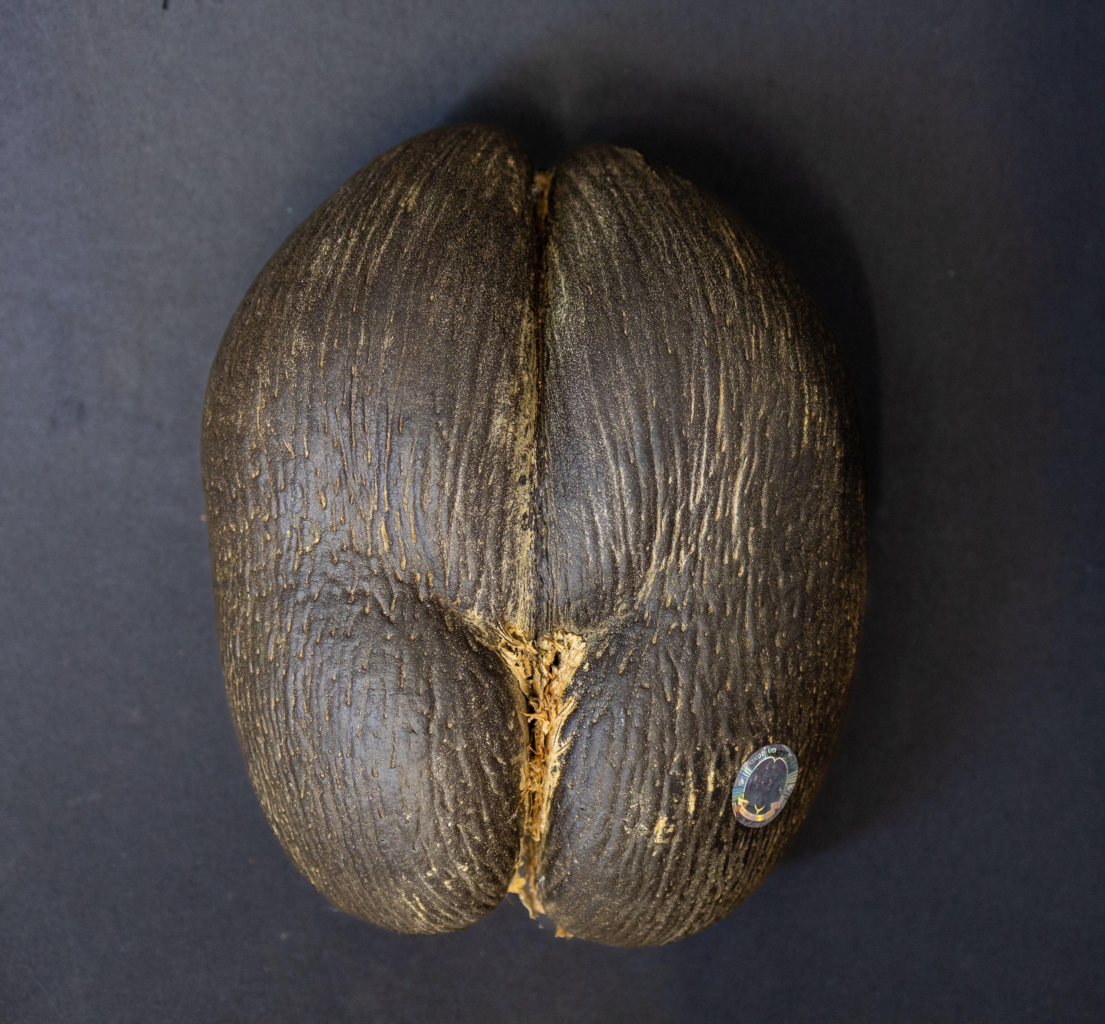Coco De Mer Female Nut #0009735