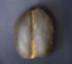 Thumbnail: Coco De Mer Female Nut #0009735