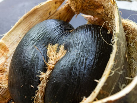 How to buy Coco de mer
