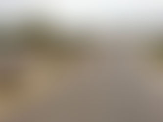 POR UN CAMARGO MÁS VERDE, SE PLANTAN 45 PALMERAS EN CAMELLÓN.