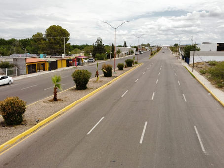 POR UN CAMARGO MÁS VERDE, SE PLANTAN 45 PALMERAS EN CAMELLÓN.