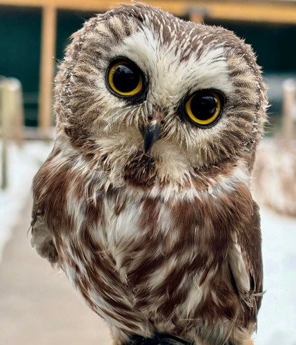 Owl 