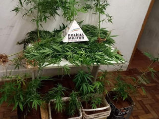 Polícia militar apreende 24 pés de maconha em Varginha.