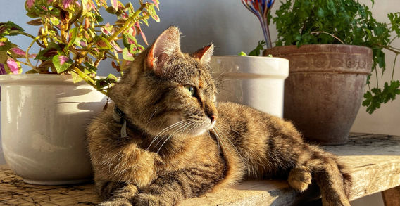 Die Katzen am Käferberghof – Sie warten auf das nächste Kuscheln und sorgen für Gemütlichkeit am Käferberghof im Südburgenland.