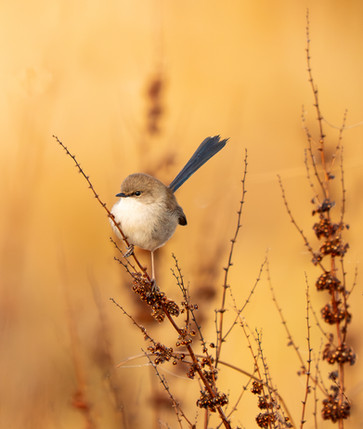 bird photography workshops