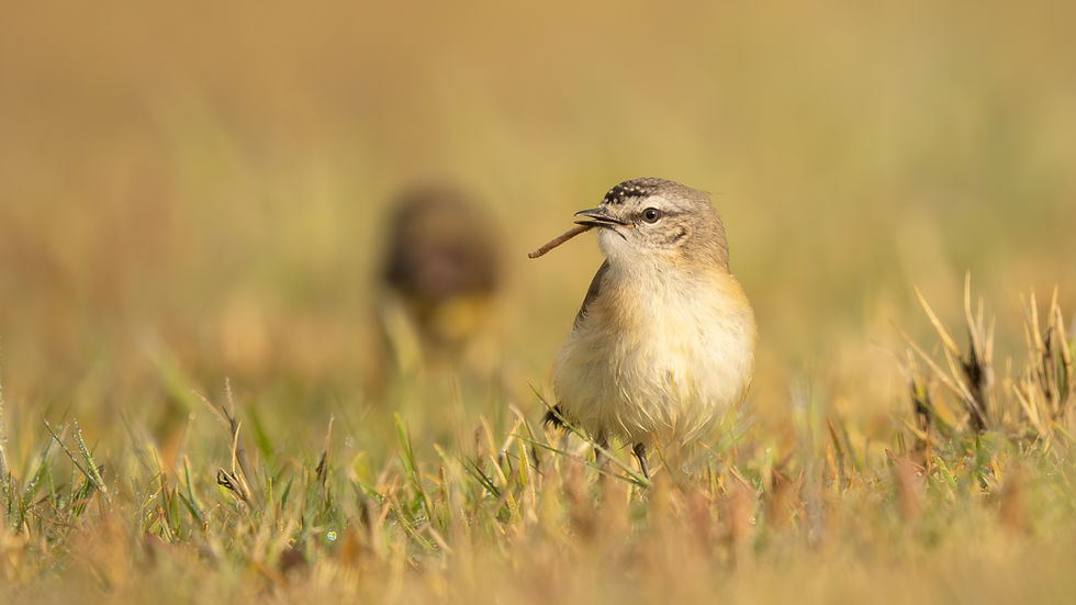 Observe bird behaviour for better shots