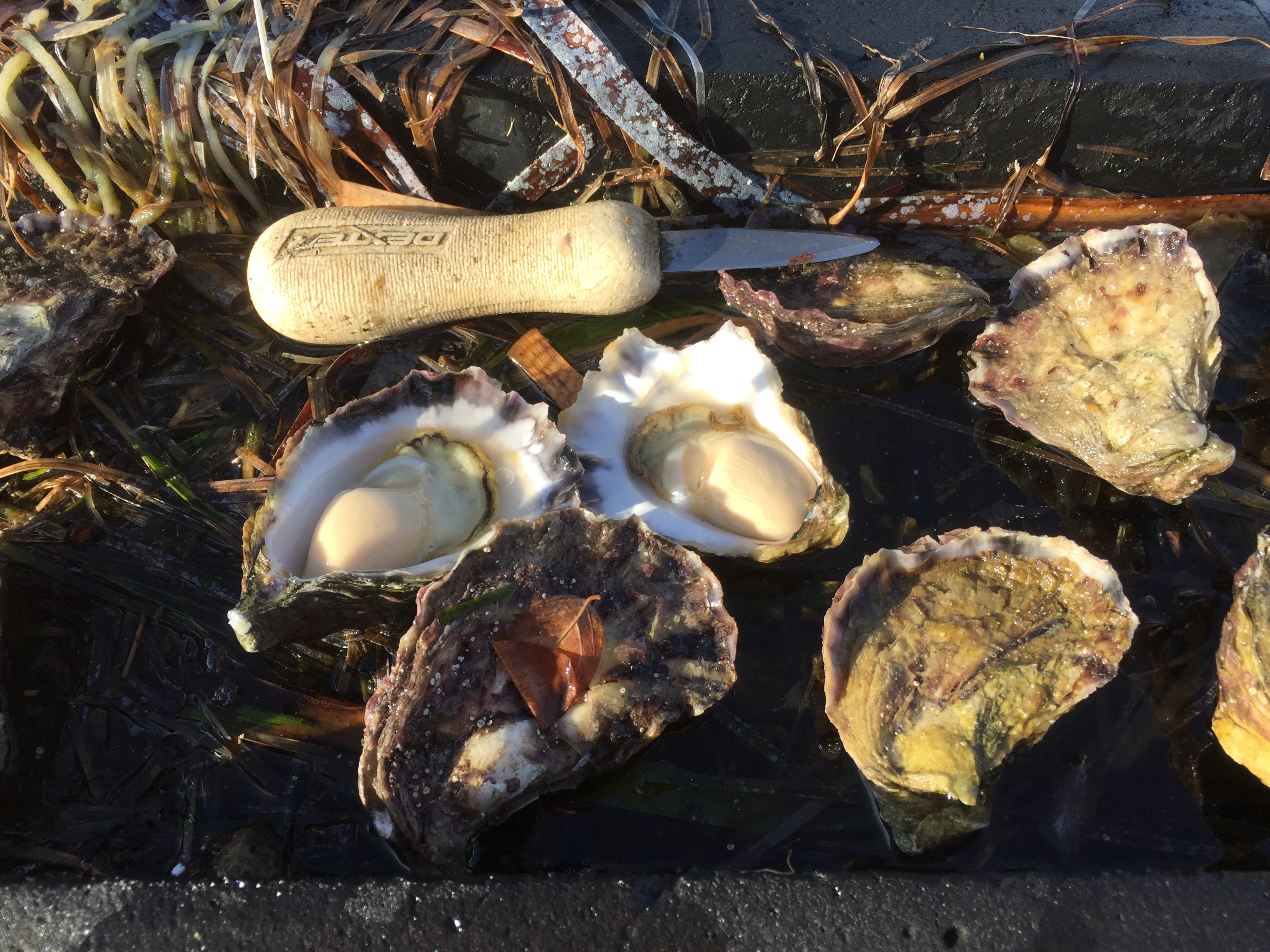 Superior Oysters Merimbula Lake Oysters Sapphire Coast